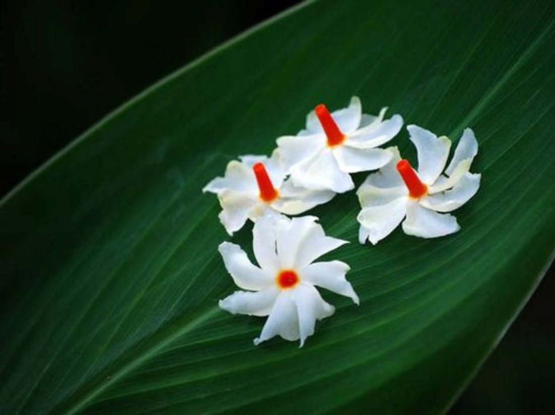 Vamsha Nature Care Jasmine Plant Price In India Buy Vamsha Nature Care Jasmine Plant Online At Flipkart Com