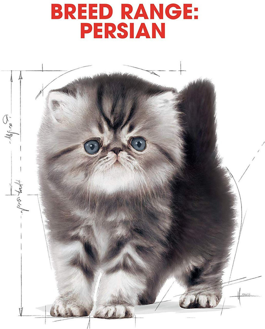Royal Canin Royal Canin Persian Kitten 2 Kg Dry Adult Young Cat Food Price In India Buy Royal Canin Royal Canin Persian Kitten 2 Kg Dry Adult Young Cat Food Online