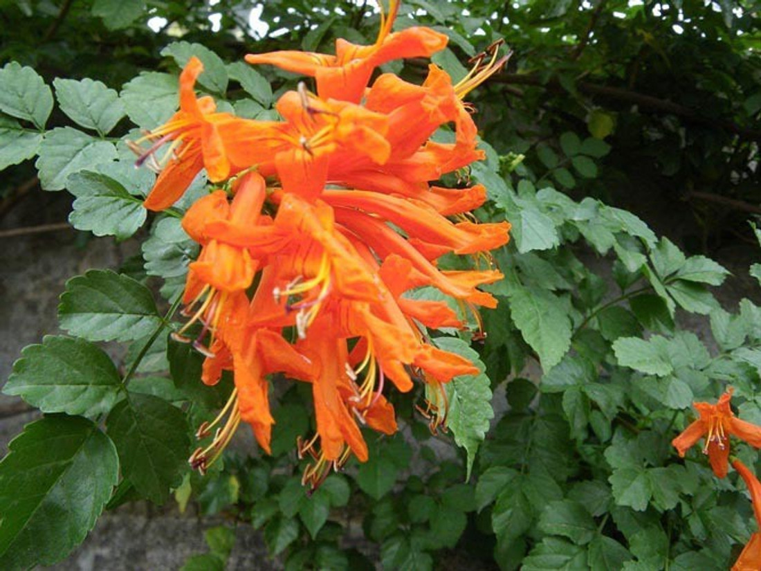 Trothic Gardens Tecoma Orange Live Plant Cape Honeysuckle Trumpet Flower Live Plant 1 Plant Seed Price In India Buy Trothic Gardens Tecoma Orange Live Plant Cape Honeysuckle Trumpet Flower Live Plant 1 Plant