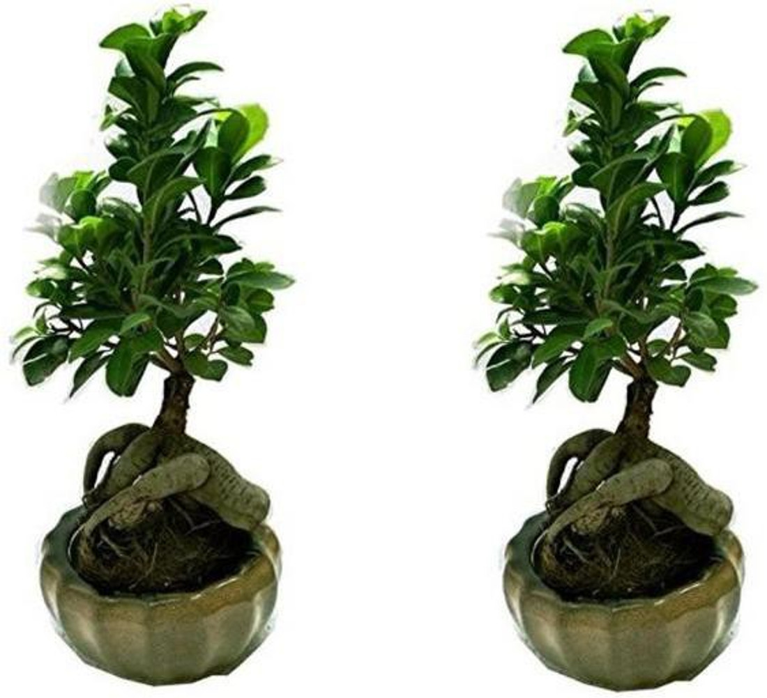 Guru Nursery Ficus Plant Price In India Buy Guru Nursery Ficus Plant Online At Flipkart Com