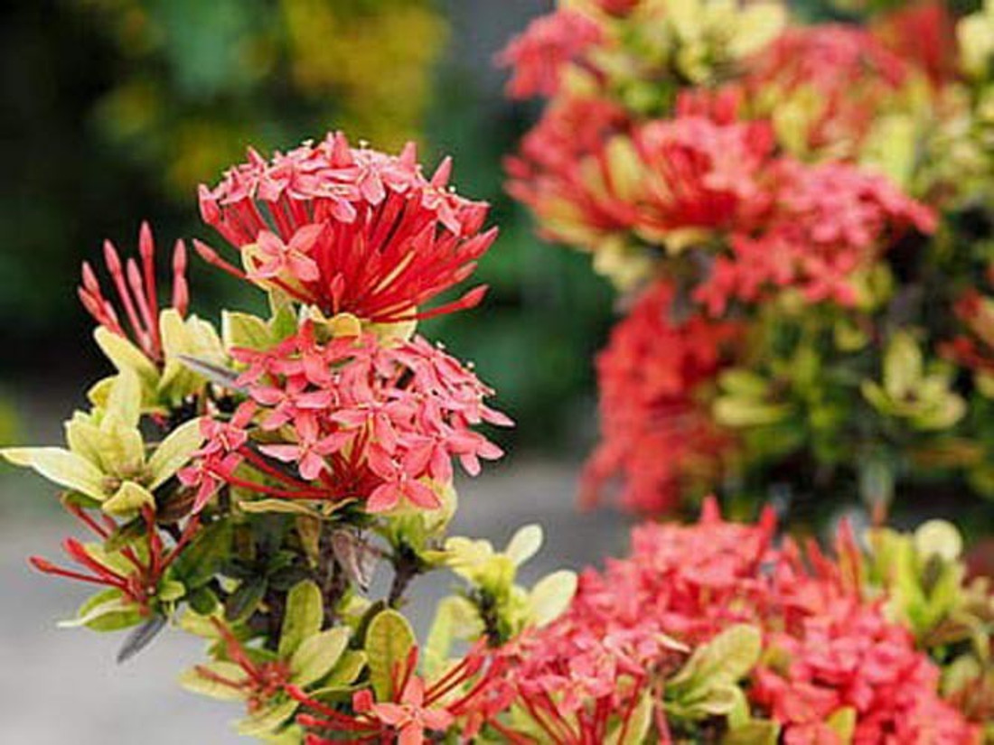 Trothic Jasmine Plant Price In India Buy Trothic Jasmine Plant Online At Flipkart Com