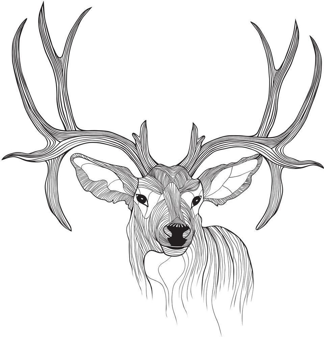 Deer Head Premium Poster Canvas Art Artzfolio Com Posters