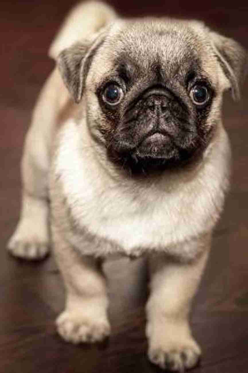 Pug dog store low price