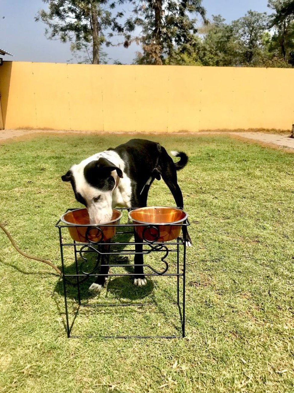 Dog food stand flipkart sale