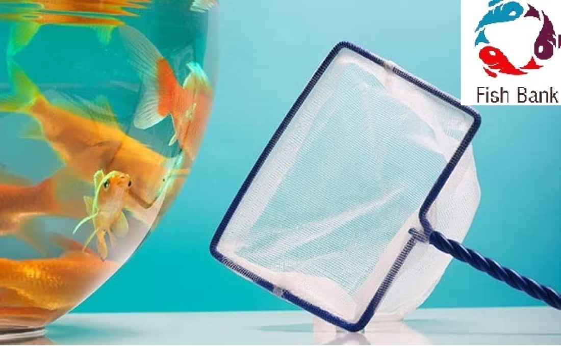 Fish Bank Aquarium Net Cleaner For Aquarium & Fish Tank - 6Inch Aquarium  Fish Net Price In India - Buy Fish Bank Aquarium Net Cleaner For Aquarium & Fish  Tank - 6Inch