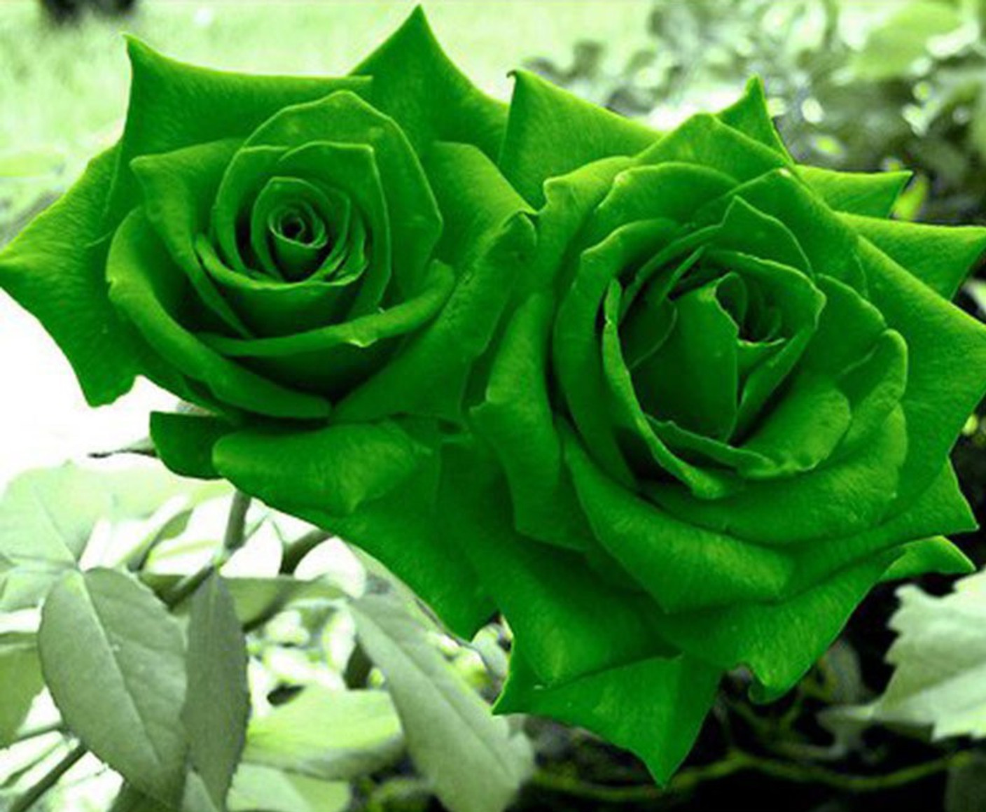 Natural Green Lawn Care Reviews Natural Green Lawn Care Reviews