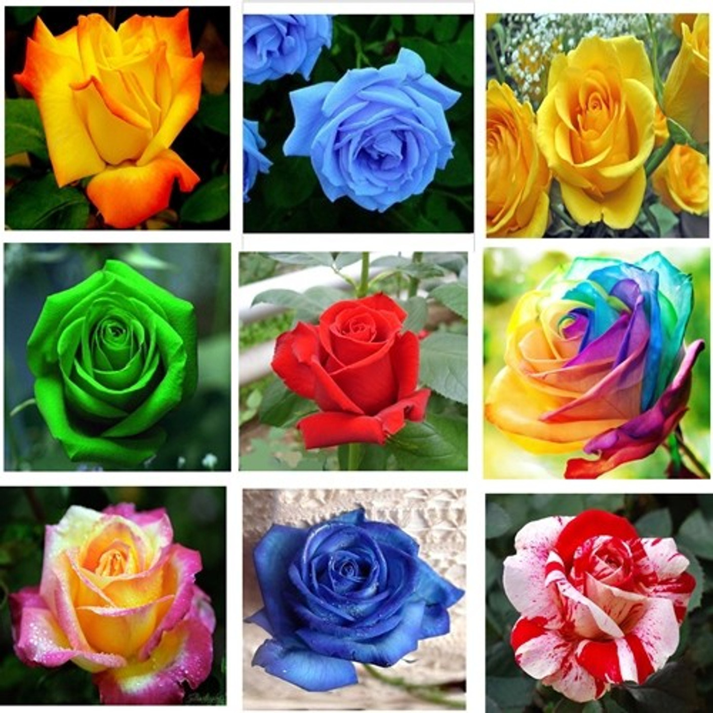 Rose Rose 9, Nine types of Rose flower plant Seed Price in India - Buy