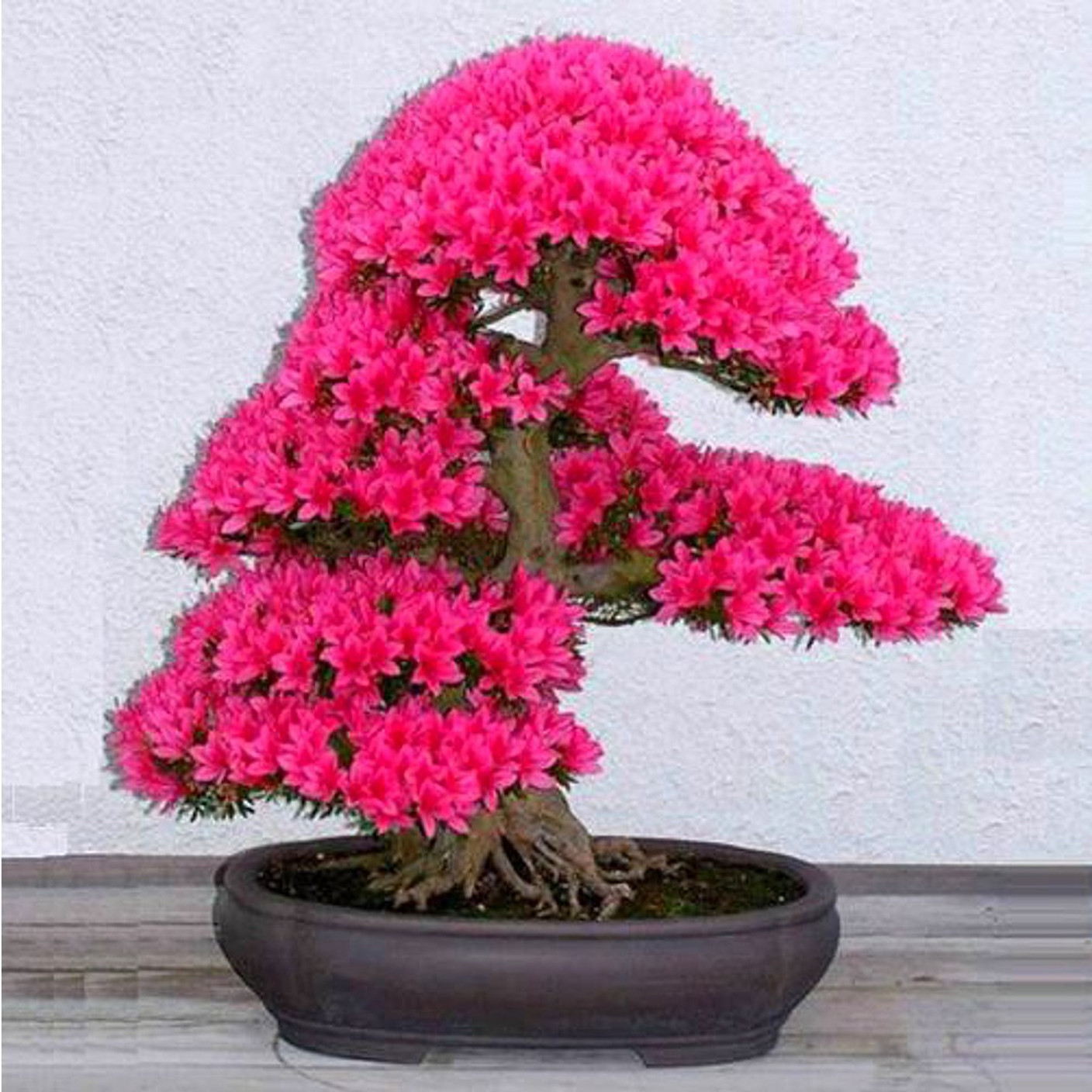 Rainbow Spring Seeds Japanese Sakura Cherry Blossom Bonsai ...