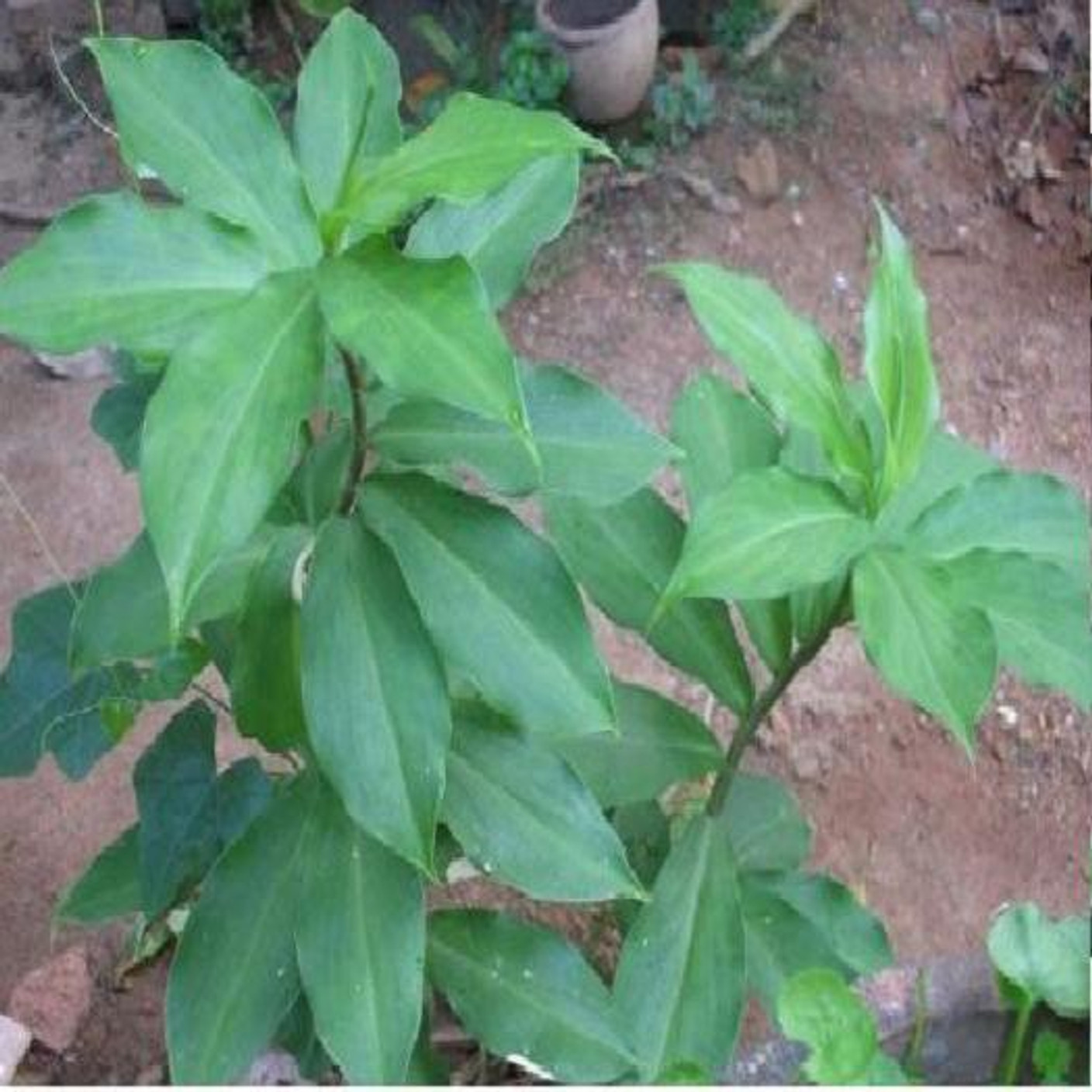 Where Can I Buy Insulin Plant Seedbazaar Insulin plant Seed Price in India - Buy Seedbazaar Insulin