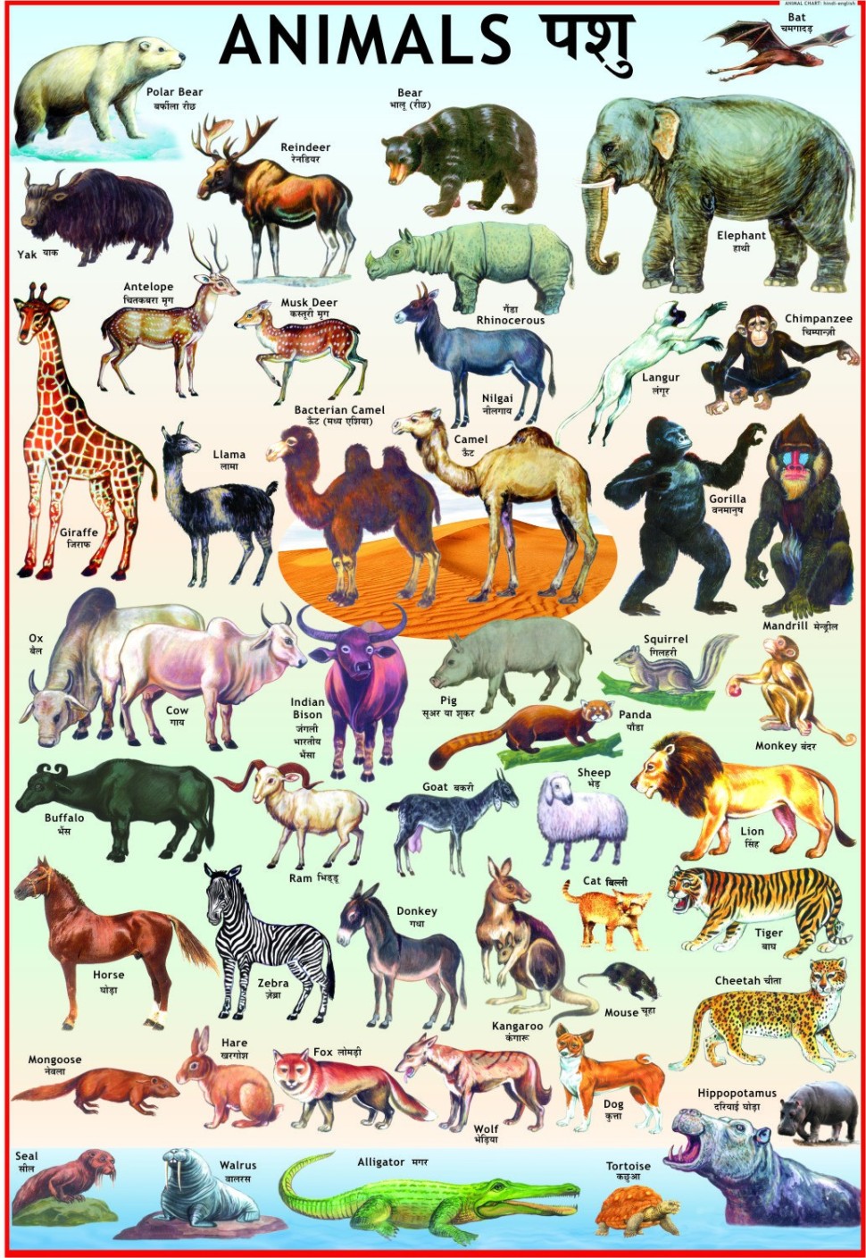 Animals Chart A4 Size Laminated Wall Chart Educational Learning ...