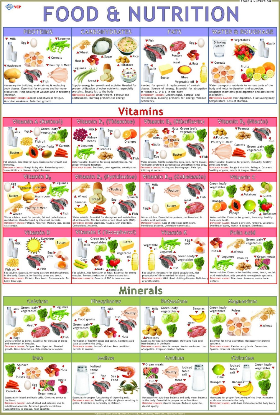 printable-food-calorie-chart-in-illustrator-pdf-download-template