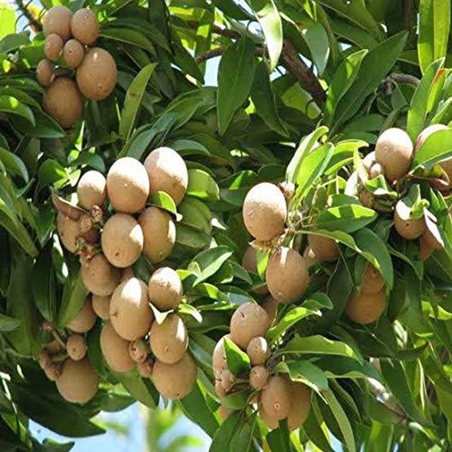 Image of Greenery Nursery Chiku Plant (Hybrid, Pack of 1)