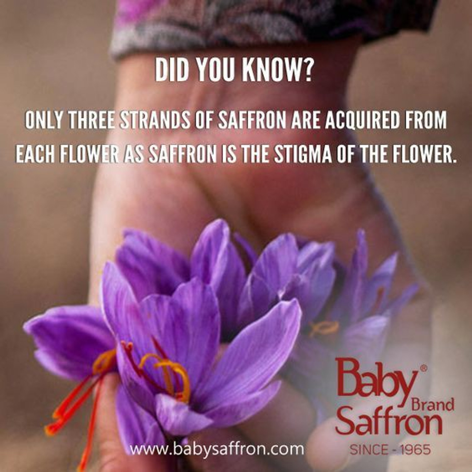 Image of Baby Saffron Baby Brand Kesar 6 gm(6 *1 Gms)