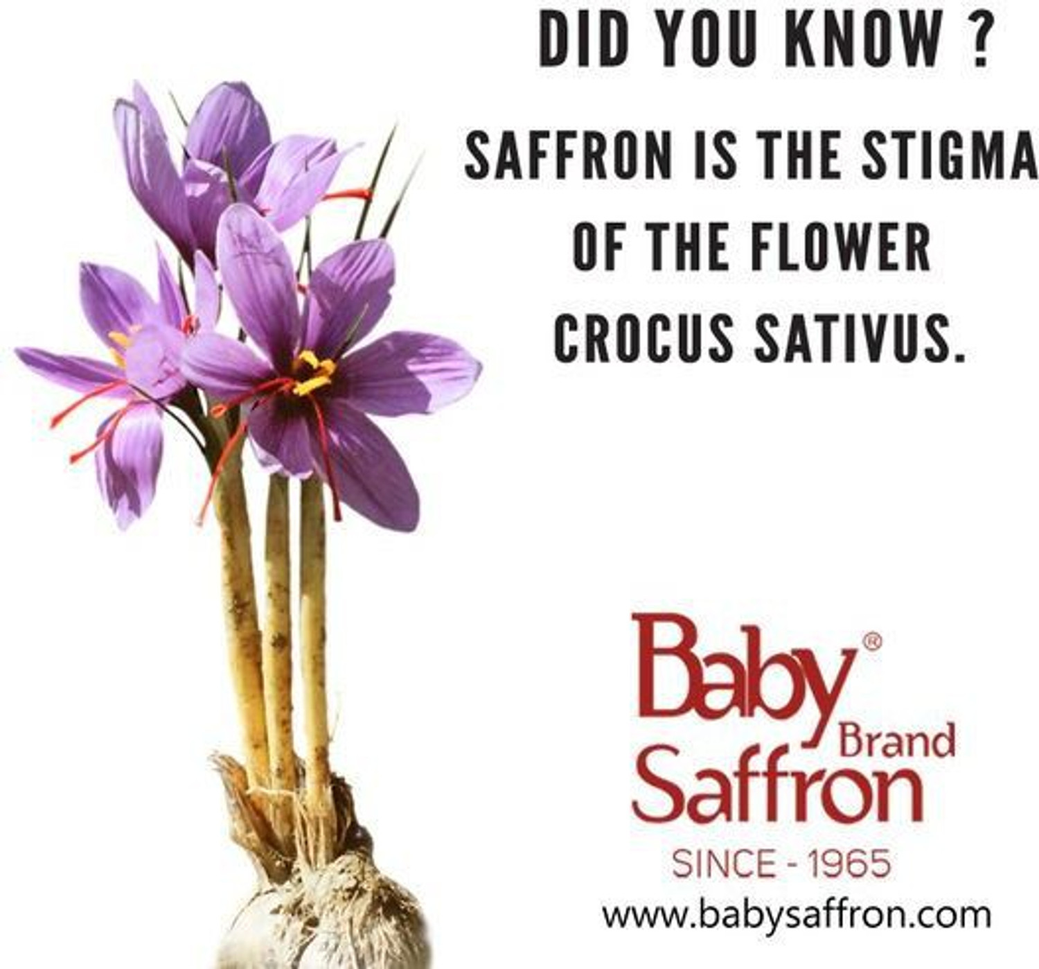 Image of Baby Saffron Baby Brand Kesar 6 gm(6 *1 Gms)