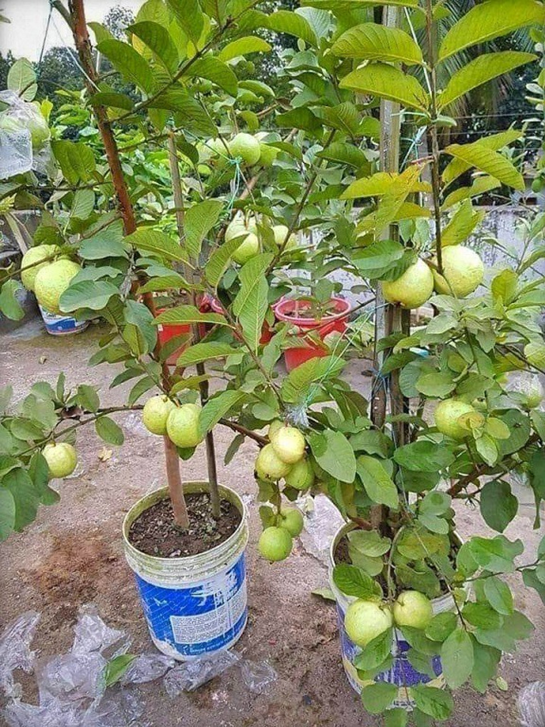 Image of Risenshine Papaya Plant (Hybrid, Pack of 1)
