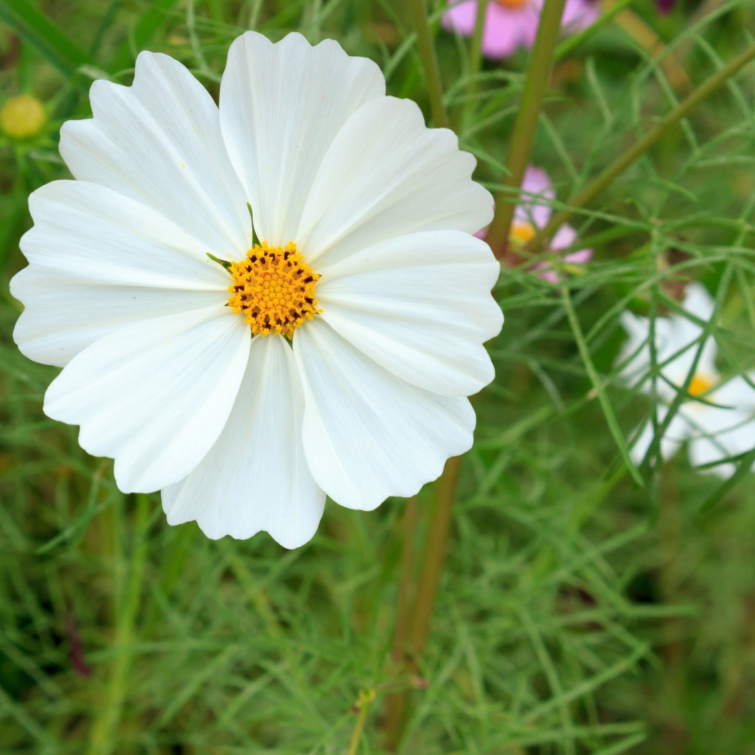 Image of Shivnami Cosmos Bipinnatus, Garden Cosmos, Mexican Aster, Cosmos Seed
