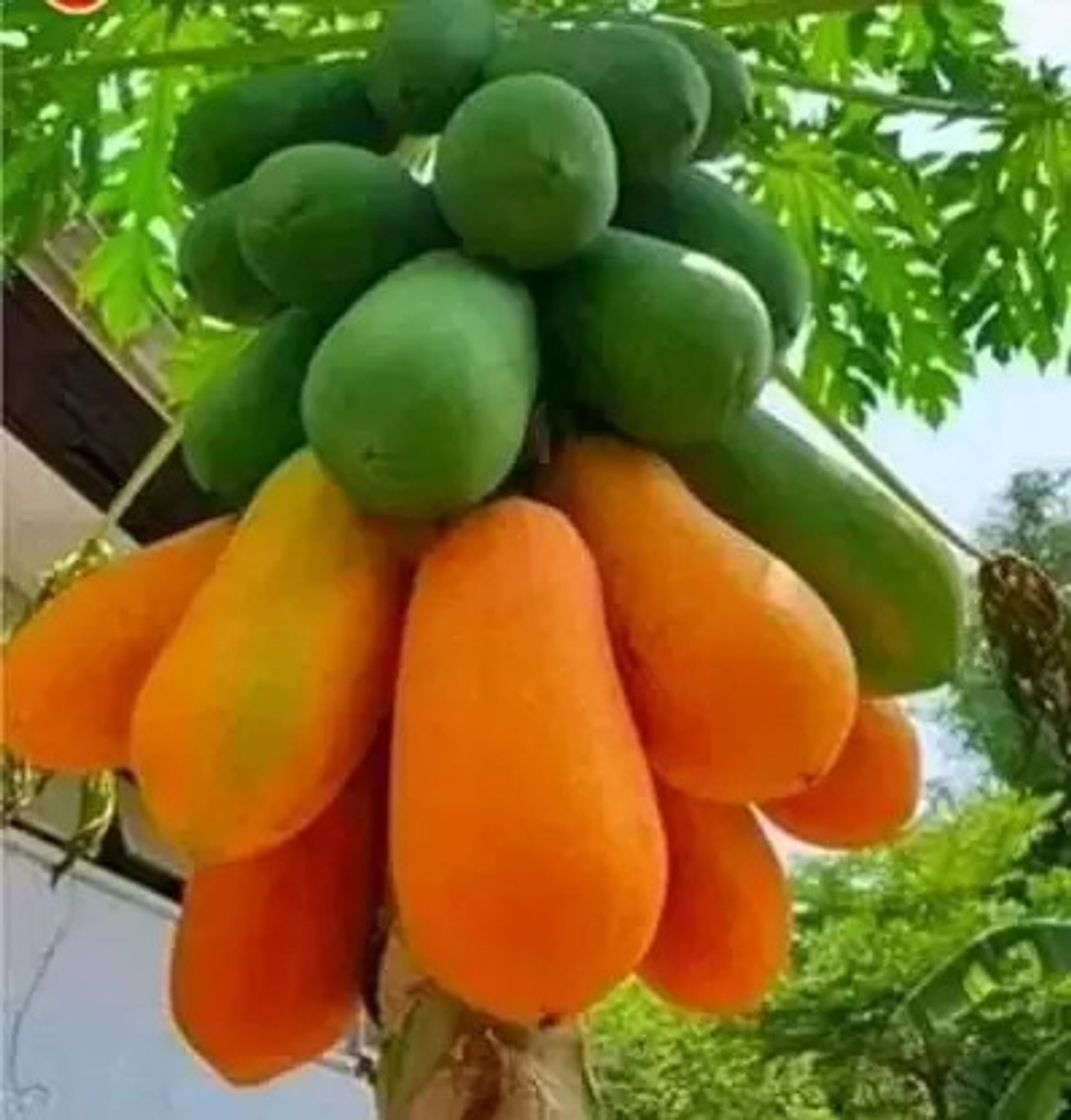 Image of Risenshine Papaya Plant (Hybrid, Pack of 1)