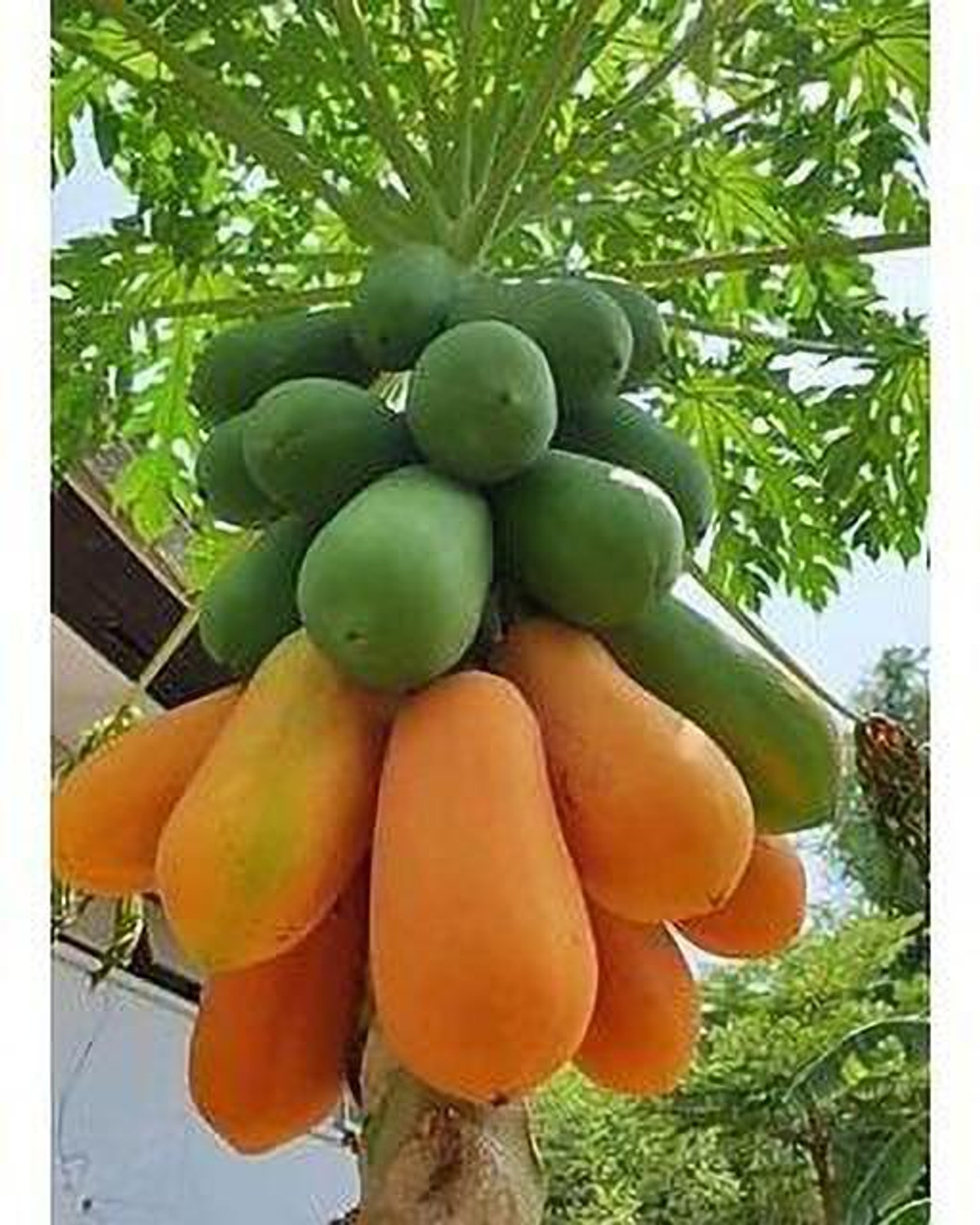 Image of Risenshine Papaya Plant (Hybrid, Pack of 1)