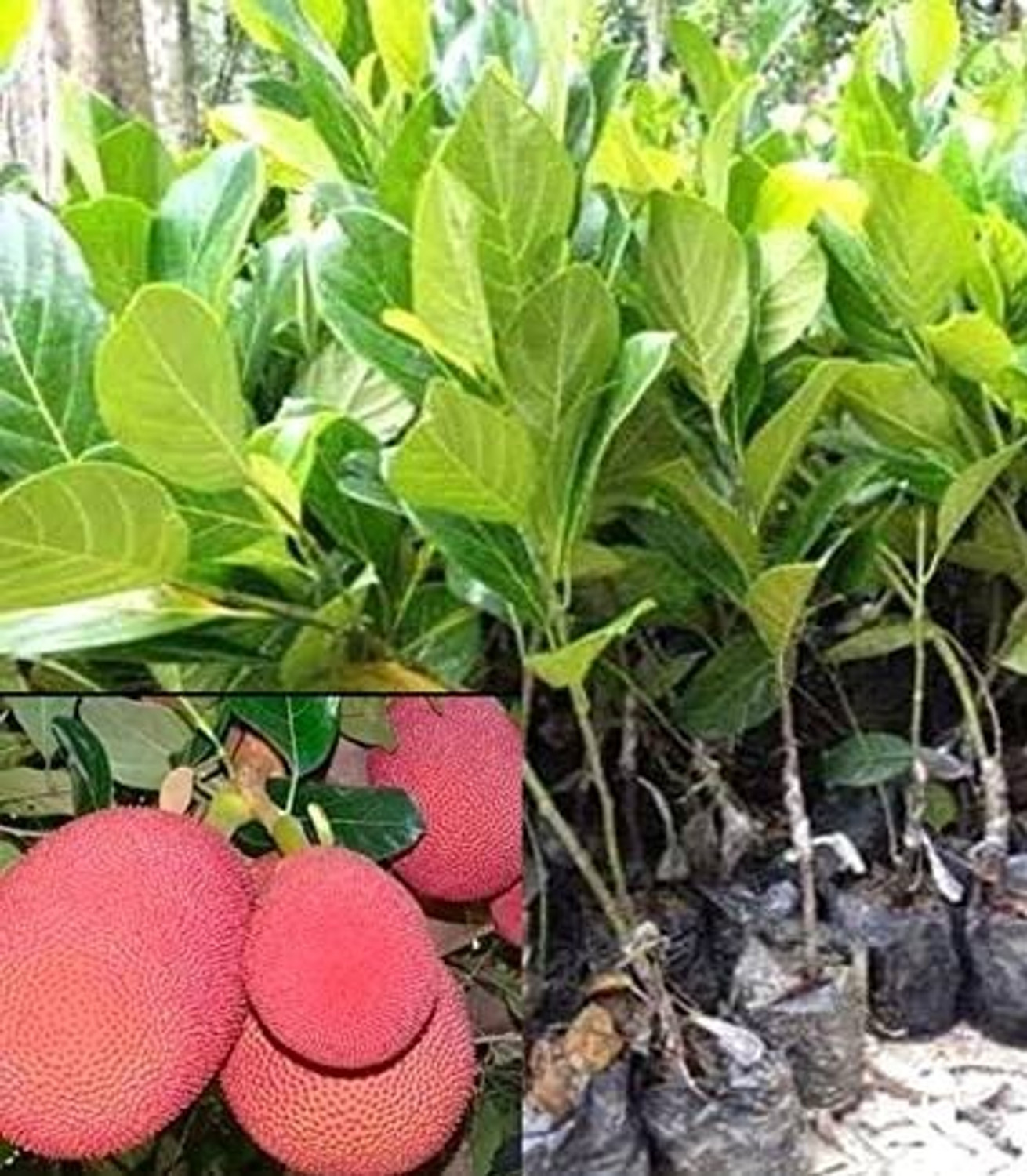 Image of Risenshine Papaya Plant (Hybrid, Pack of 1)