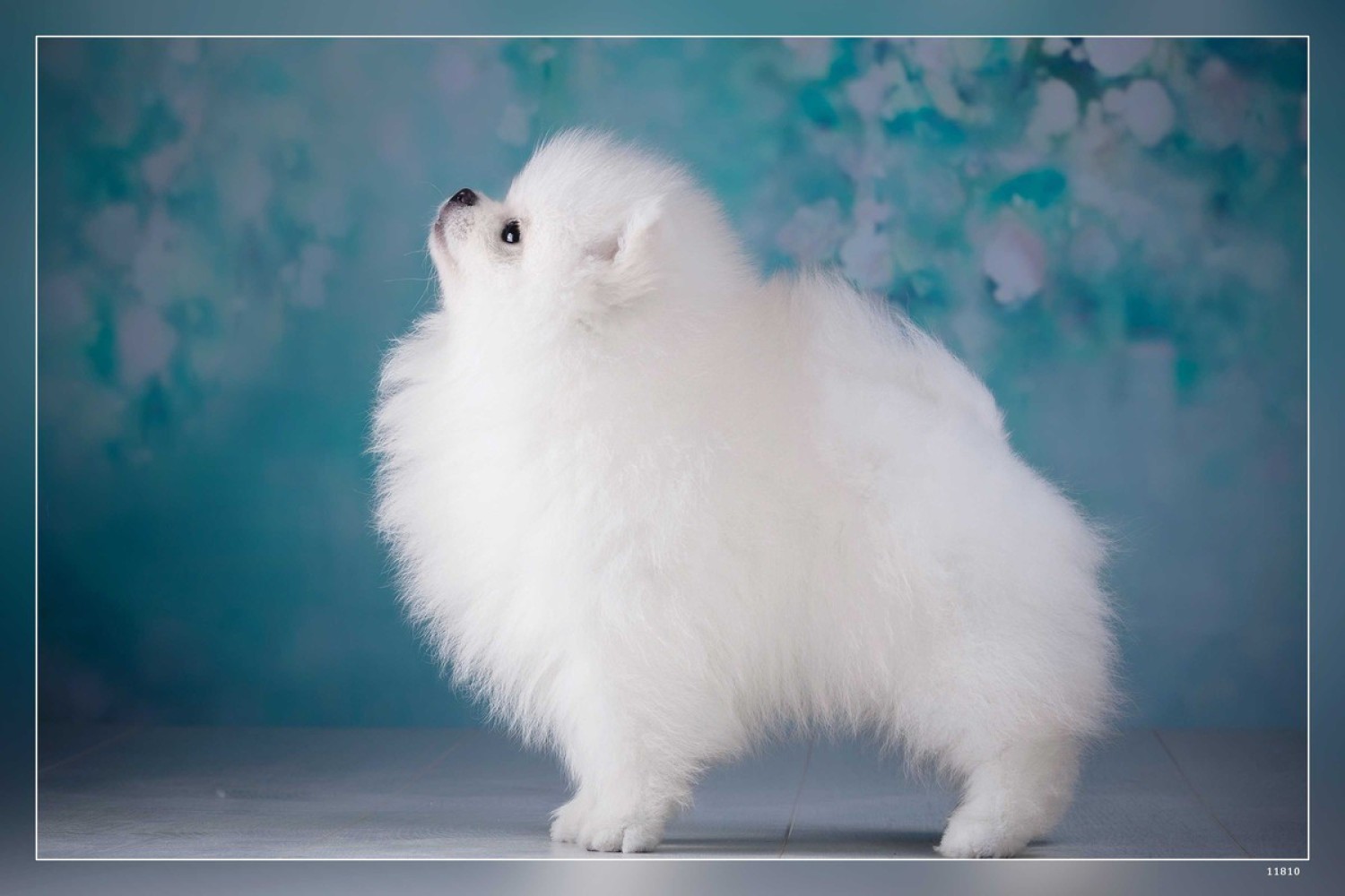 Pomeranian small white high quality dog