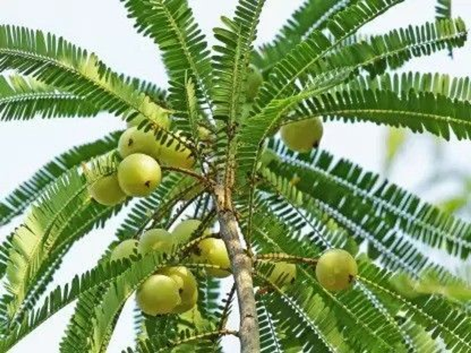 Image of Risenshine Papaya Plant (Hybrid, Pack of 1)