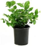 MOG Jasmine Plant (Pack of 1)