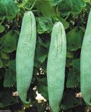 Qualtivate PUAS-6A Italian Climbing Zucchini Snake Squash Gourd Seed (25 per packet)