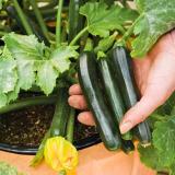 Gromax India zucchini seeds squash hybrid for home garden seeds & non-gmo seeds Seed (15 per packet)