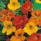 M-Tech Gardens Rare Hybrid Nasturtium " Tom Thumb " Exotic 5 Seed (5 per packet)