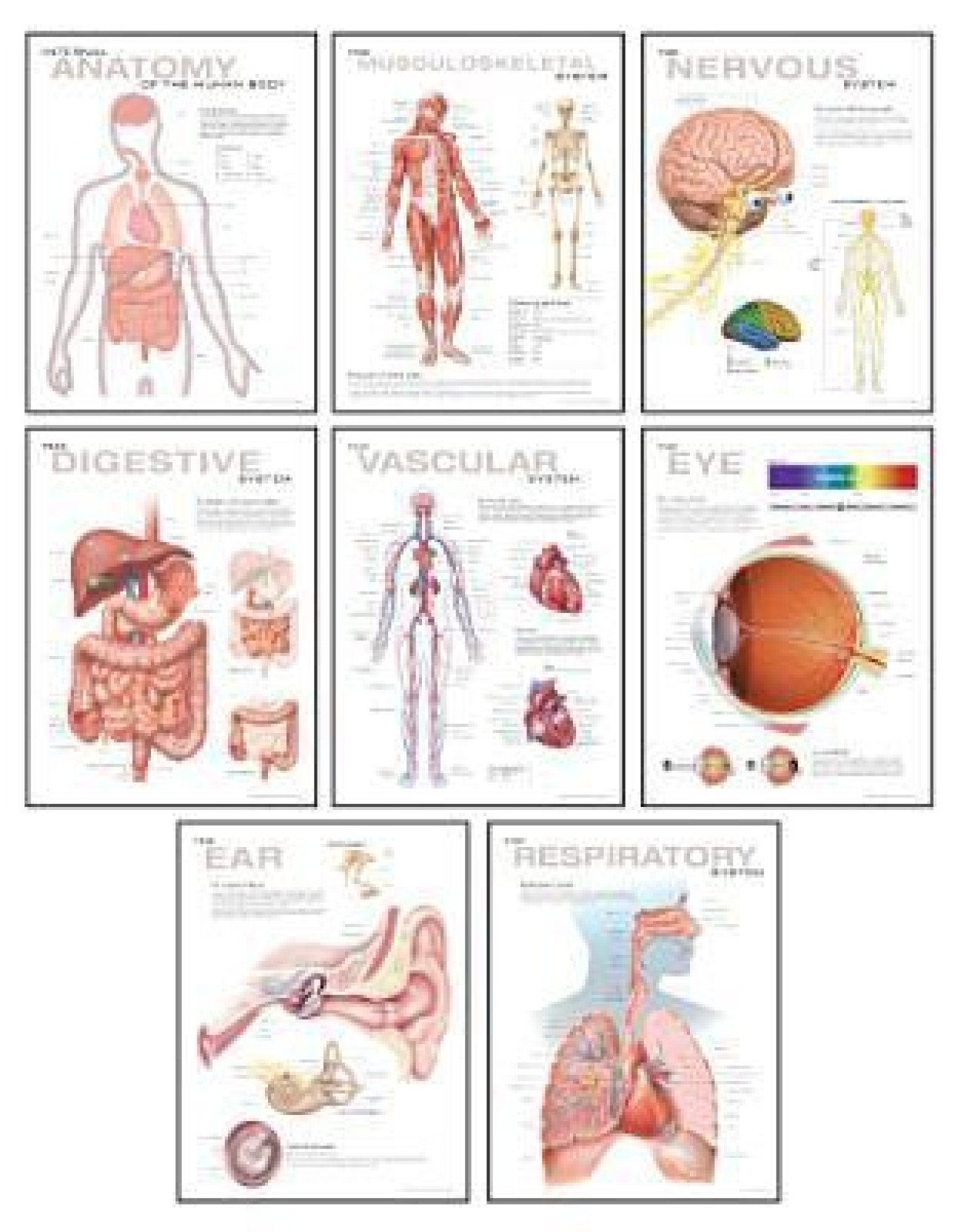 Wall Chart Of Human Anatomy Book