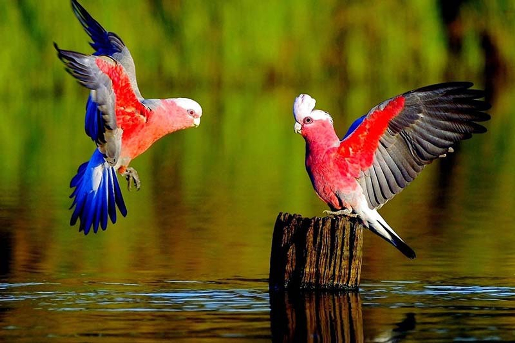 Poster Parrot Bird Paper Print Poster Bird Animal Wall Decor