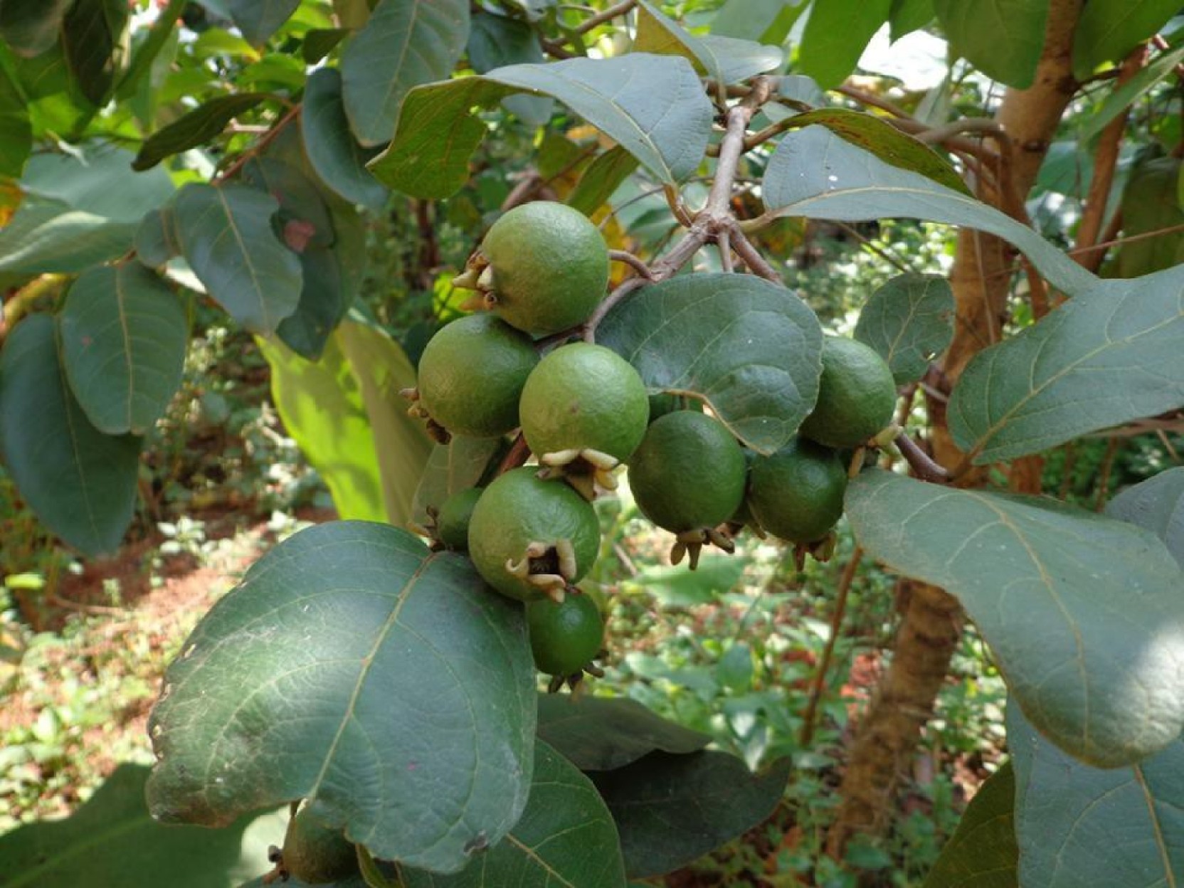 Fruit Trees - Home Gardening Apple, Cherry, Pear, Plum: Guava Fruit ...