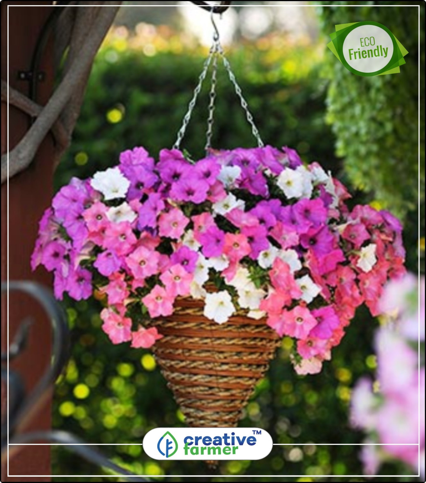 Creative Farmer Star Rose Petunia Flower Seeds Decorative Plants