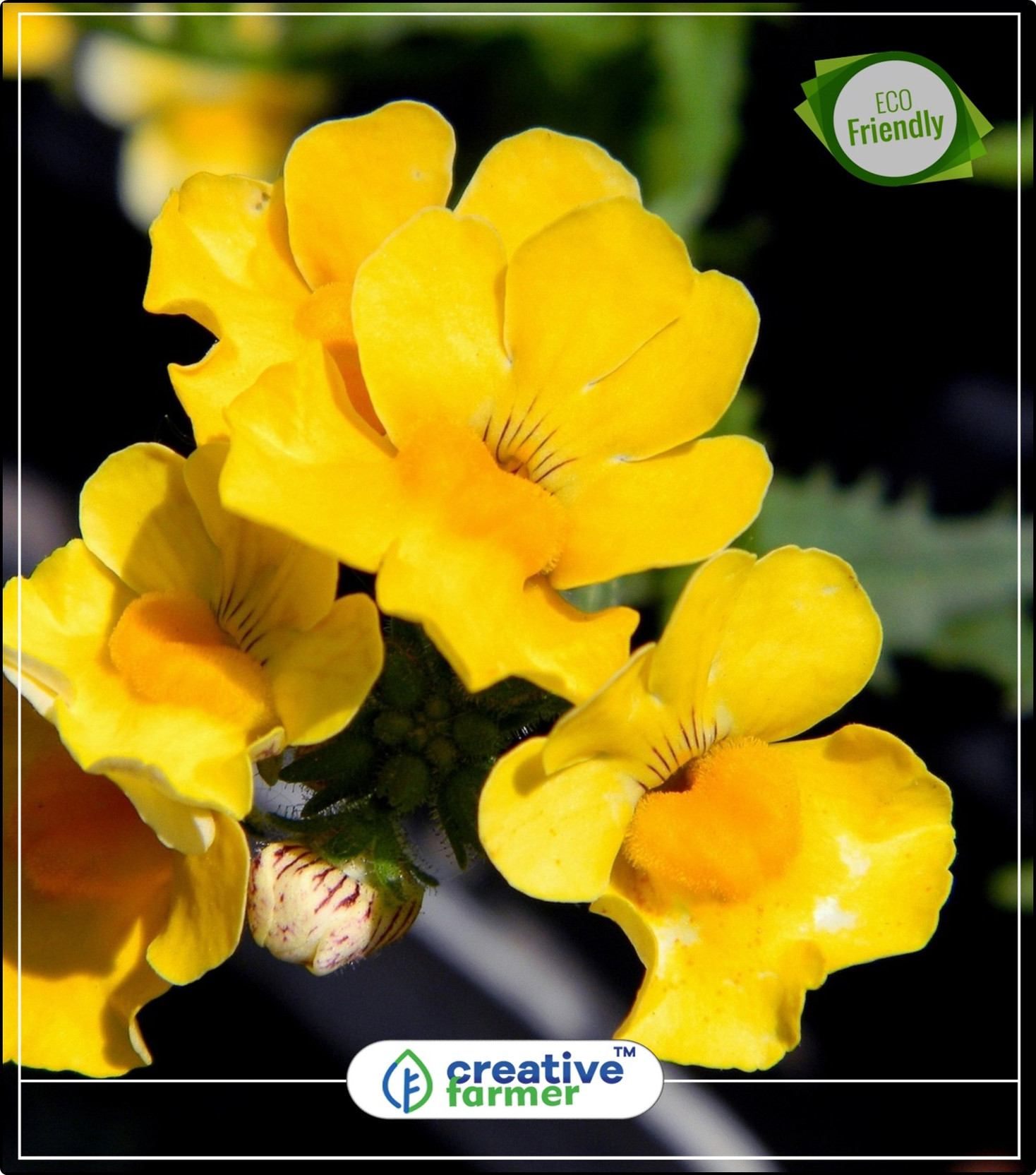 Creative Farmer Capejewels Mixed Flowers Decorative Plants Perfect