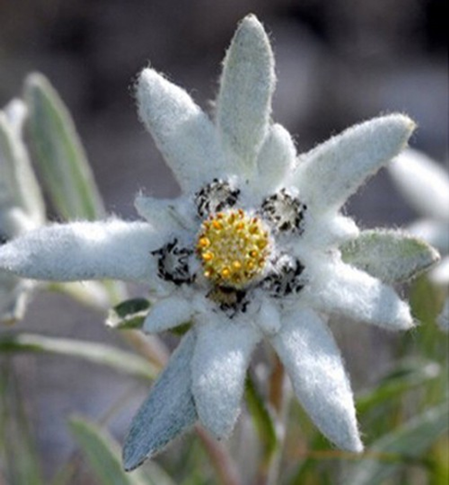 Edelweiss Seeds Leontopodium Alpinum Patio Lawn Garden Plants Seeds Bulbs