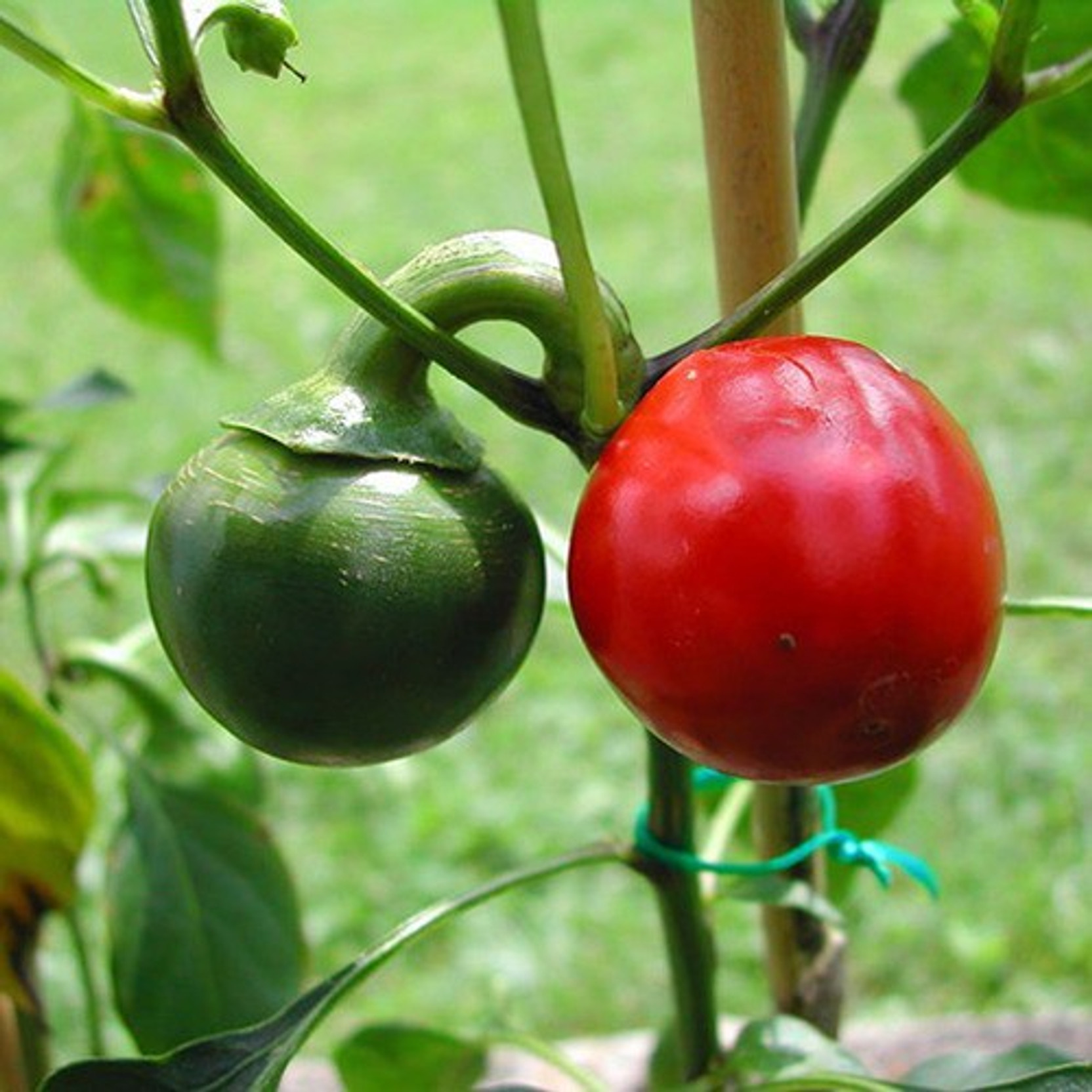 Other Seeds Bulbs Red Cherry Bomb Hot Chili Pepper Seeds 50 Pcs