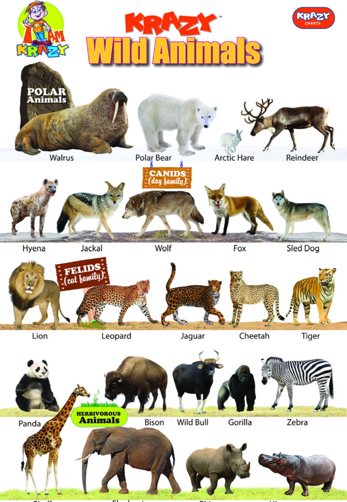Имя animals. Названия животных на английском. Животные на англ. Дикие животные на английском. Названия животных на английском для детей.