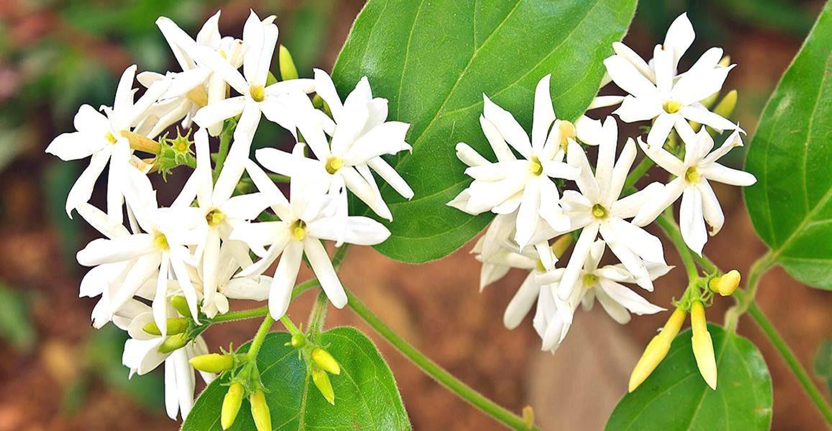 Seedbazaar Parijat Seed Price in India - Buy Seedbazaar ...