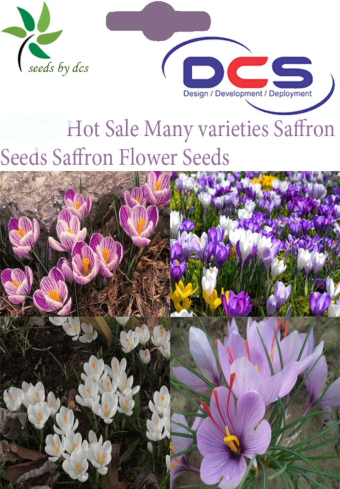 Dcs Saffron Seed