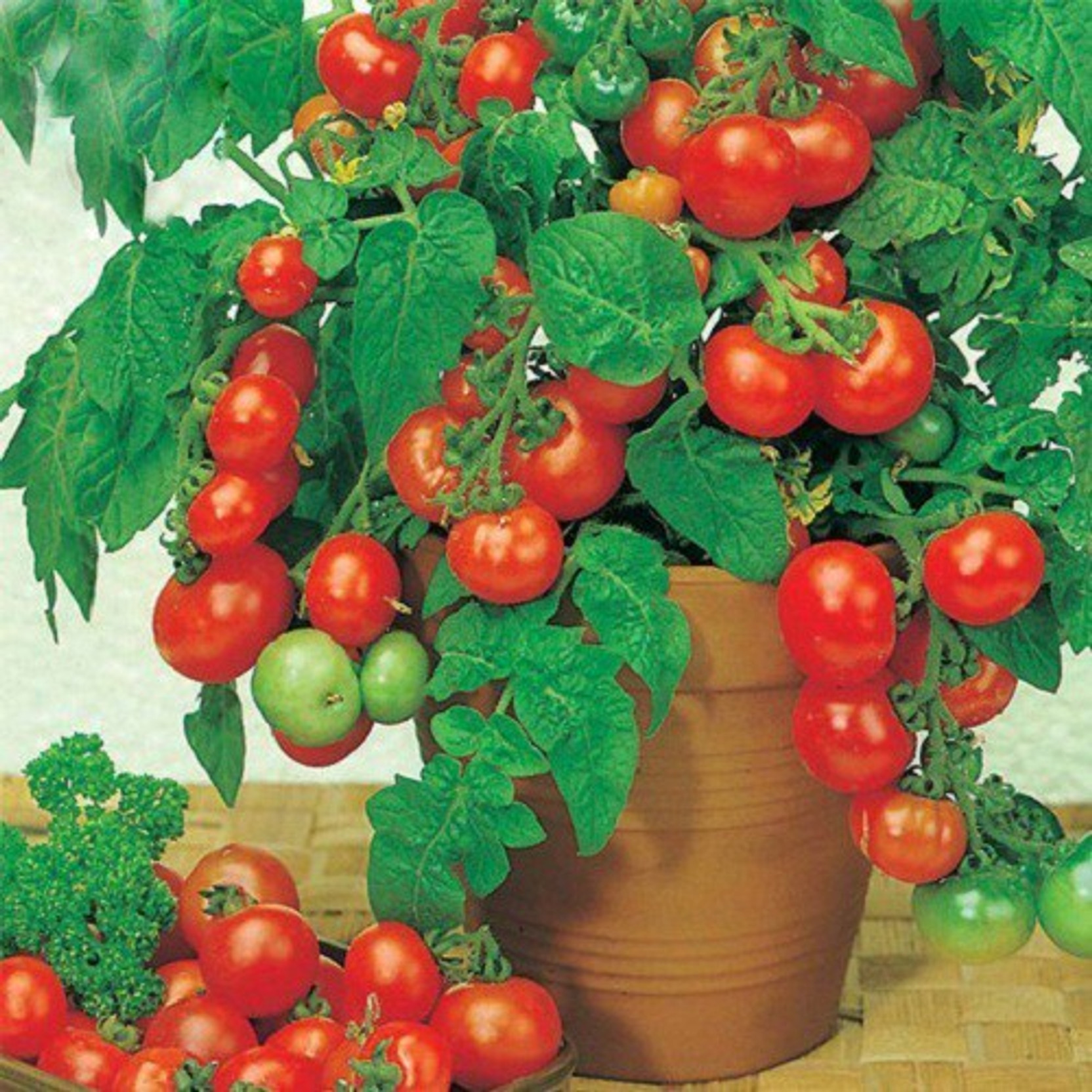 Dwarf tomato varieties - tomato growing on the windowsill.