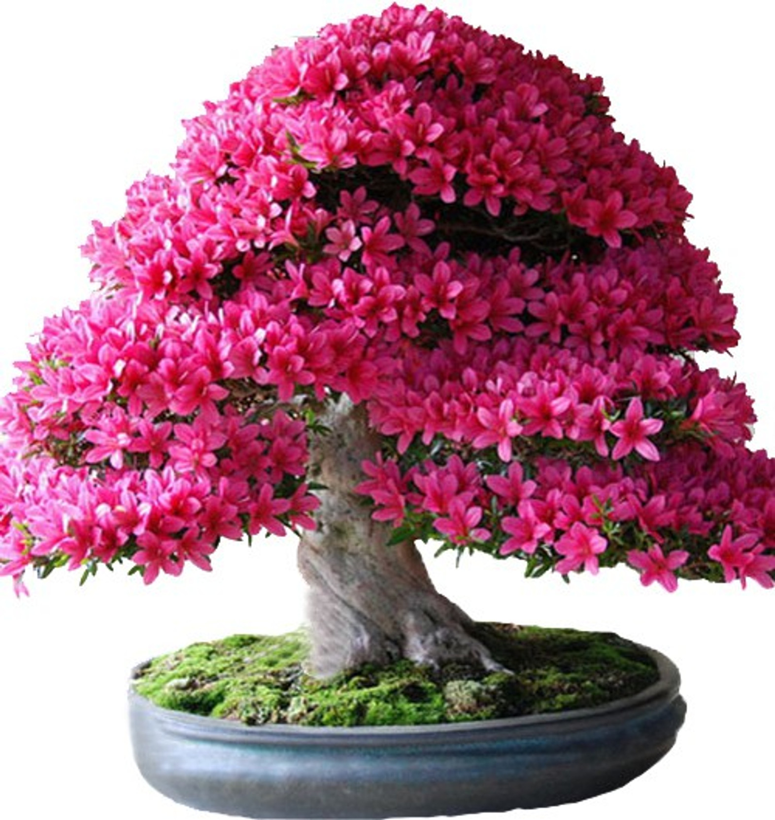 Futaba Japanese Sakura Bonsai Plant Seeds Seed Price in