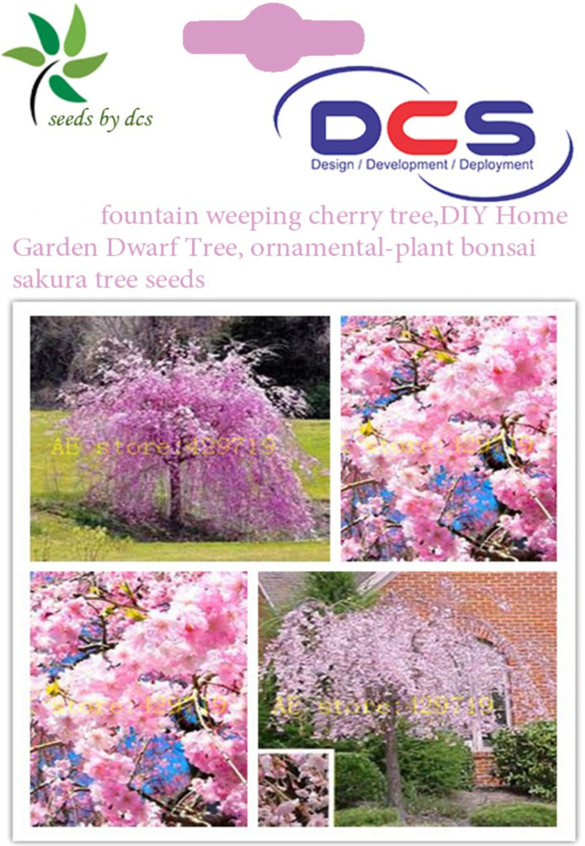 Scarica Gratis Images Dcs Fountain Weeping Cherry Tree Seed Price In India Buy Dcs actualisé