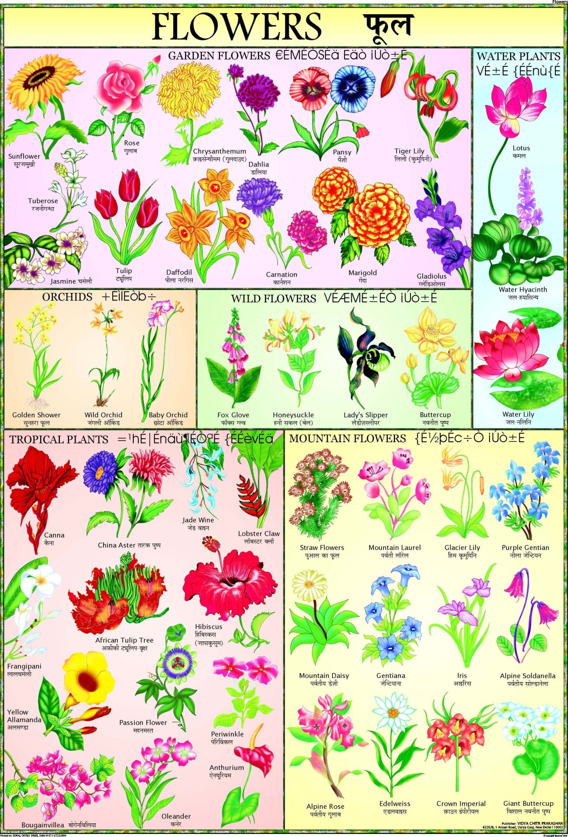 Flowers Chart For Children Paper Print Children Posters In India