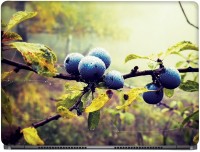 View CRAZYINK BlueBerries on Plant Vinyl Laptop Decal 14 Laptop Accessories Price Online(CrazyInk)
