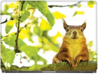 View CRAZYINK Squirrel Face Vinyl Laptop Decal 14 Laptop Accessories Price Online(CrazyInk)