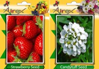 Airex Strawberry, Candytuff Seed(15 per packet)