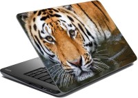 meSleep Face Tiger Vinyl Laptop Decal 15.6   Laptop Accessories  (meSleep)