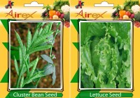 Airex Cluster Bean (Gwarphali) and Lettuce Vegetables Seed + Humic Acid Fertilizer (For Growth of All Plant and Better Responce) 15 gm Humic Acid + Pack Of 30 Seed * 2 Per Packet Seed(30 per packet)