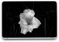 Flipkart SmartBuy Enchanting White Flower 13 Vinyl Laptop Skin (3M/Avery Vinyl, Matte Laminated, 13 x 8.5 inches) Vinyl Laptop Decal 13.3