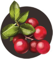 Biotique Bio Winter Cherry Rejuvenating Body Nourisher Price In